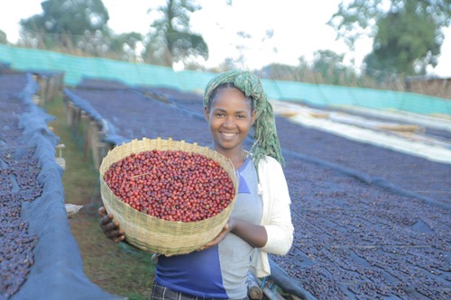 エチオピア ウォッシュド