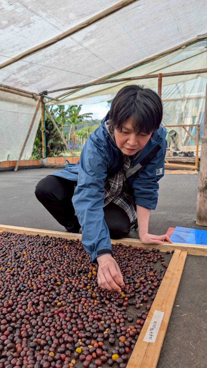 乾燥棚でのチェリー選別