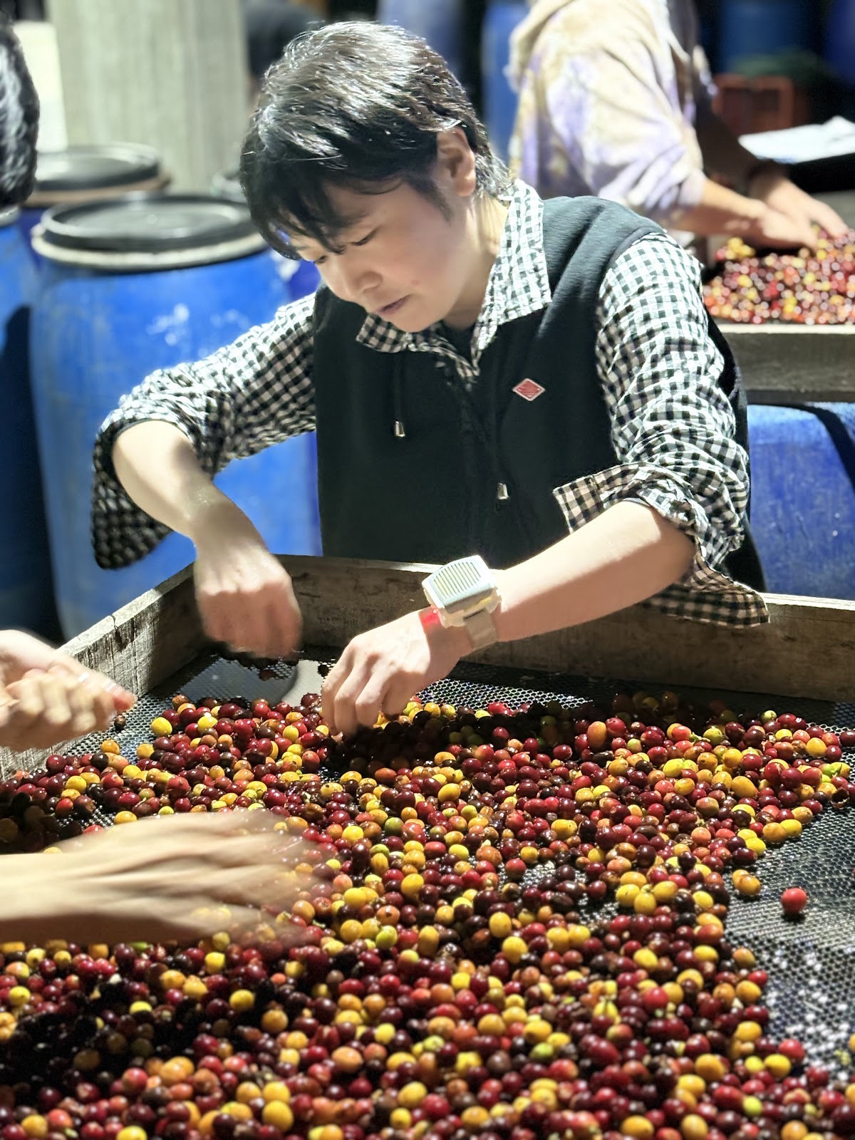 チェリー手選別