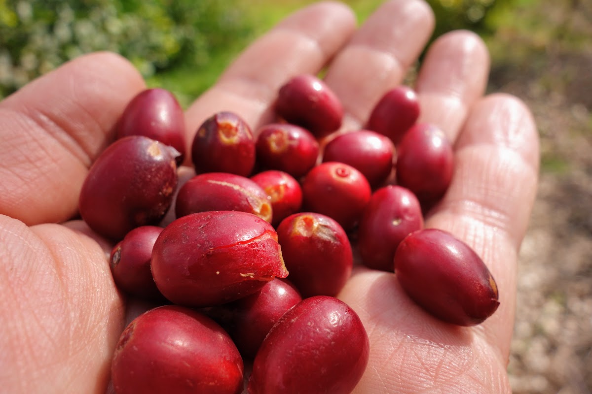 完熟コーヒーチェリー