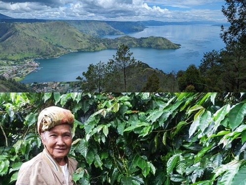 マンデリン バタックブルー